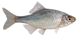 Bitterling – Fischart für die Angelscheinprüfung