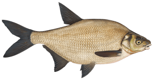 Brassen – Fischart für die Angelscheinprüfung