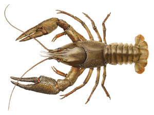 Europäischer Flusskrebs – Krebsart für die Angelscheinprüfung