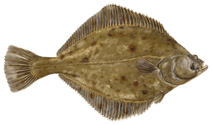 Flunder – Fischart für die Angelscheinprüfung
