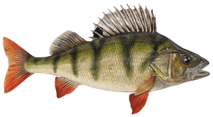 Flussbarsch – Fischart für die Angelscheinprüfung