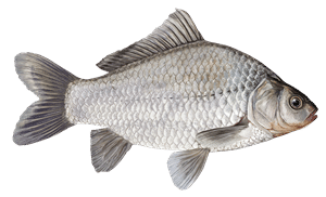 Giebel – Fischart für die Angelscheinprüfung