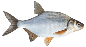 Güster – Fischart für die Angelscheinprüfung