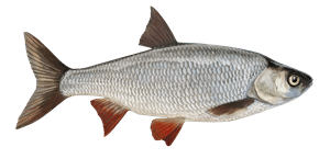 Aland – Fischart für die Angelscheinprüfung