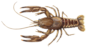 Kamberkrebs – Krebsart für die Angelscheinprüfung