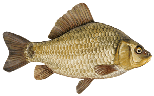 Karausche – Fischart für die Angelscheinprüfung