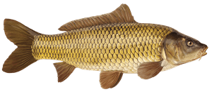 Karpfen – Fischart für die Angelscheinprüfung