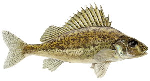 Kaulbarsch – Fischart für die Angelscheinprüfung