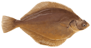 Kliesche (Scharbe) – Fischart für die Angelscheinprüfung