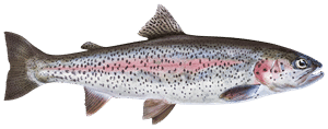 Regenbogenforelle – Fischart für die Angelscheinprüfung