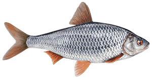 Rotauge (Plötze) – Fischart für die Angelscheinprüfung