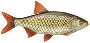 Rotfeder – Fischart für die Angelscheinprüfung