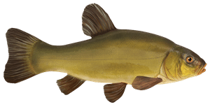 Schleie – Fischart für die Angelscheinprüfung