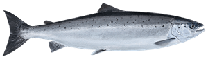 Atlantischer Lachs – Fischart für die Angelscheinprüfung