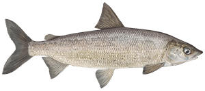 Schnäpel – Fischart für die Angelscheinprüfung