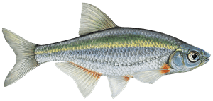 Schneider – Fischart für die Angelscheinprüfung