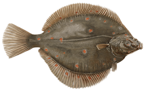 Scholle – Fischart für die Angelscheinprüfung