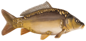 Spiegelkarpfen – Fischart für die Angelscheinprüfung