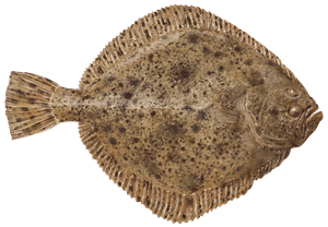 Steinbutt – Fischart für die Angelscheinprüfung