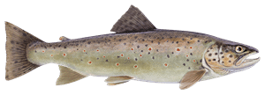 Bachforelle – Fischart für die Angelscheinprüfung