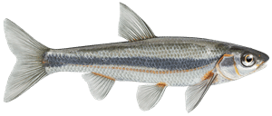 Strömer – Fischart für die Angelscheinprüfung