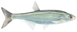 Ukelei (Laube) – Fischart für die Angelscheinprüfung