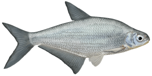 Zobel – Fischart für die Angelscheinprüfung