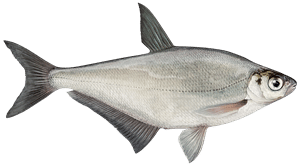 Zope – Fischart für die Angelscheinprüfung