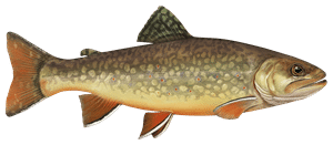 Bachsaibling – Fischart für die Angelscheinprüfung