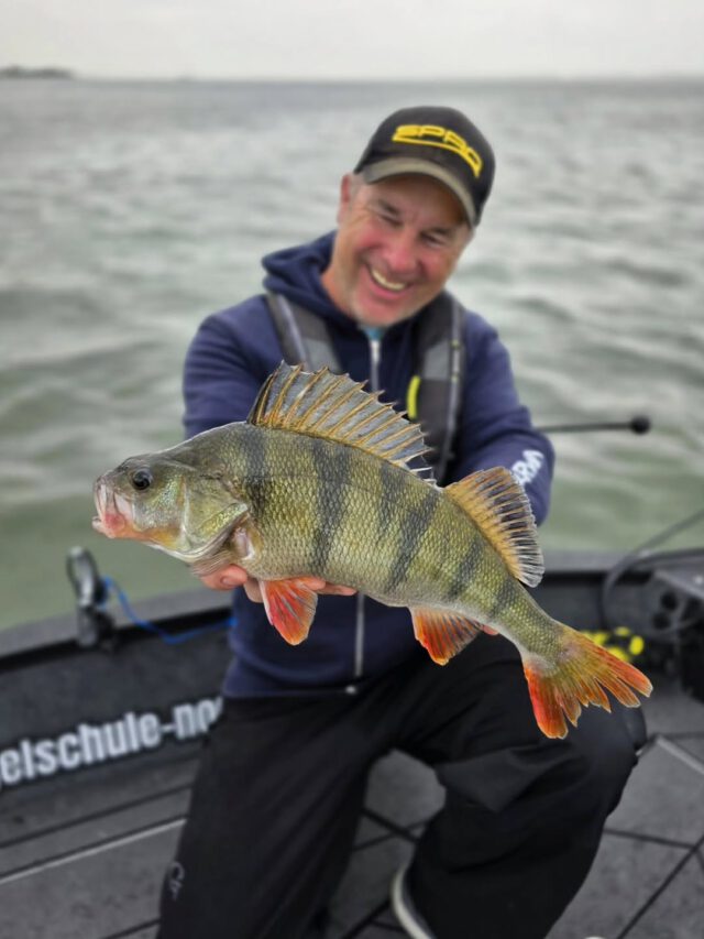 Da ist der 6 Streifen #Barsch 🎣😀 #zeitistfisch 

#barschangeln #perchfishing #barschalarm #flussbarsch #perchfishing #perch #raubfisch #angeln #fishinggermany #ilovenature💚 #ilovemyjob❤️ #ilovefishing