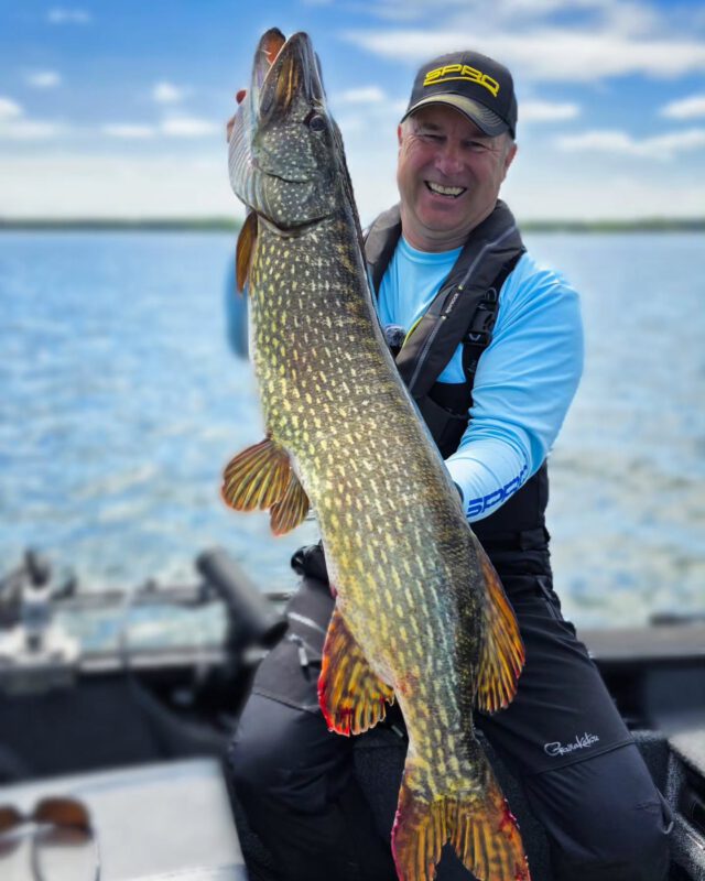 Bäämm! #meterhecht krass reingenascht 🎣💥 #kgbshad
#zeitistfisch #spro #gamakatsu #raubfischangeln #hechtangeln #fishing #angeln #janpusch #schwerinersee #ilovefishing #fishingaddict #hecht #pike #esox #kgb #bone