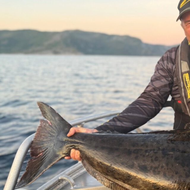 🇳🇴 in Kürze auf YouTube. Freut euch auf krasse Aufnahmen, Über- & Unterwasser, atemberaubende Natur und wunderschöne Fische mit @salah.eddibe & @nikl_fishing #zeitistfisch

#heilbutt #halibut #fishing #norwegen #angeln #meeresangeln #uferangeln #bankfishing #seelachs #rotbarsch #dorsch #fishingtrip #giant #natur #sommersel