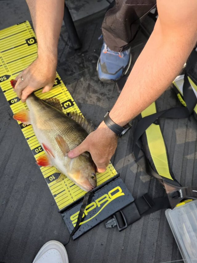 Barsche sind einfach klasse. 🍒🤩 #zeitistfisch 

#perch #barschangeln #perchpower #perchfishing #flussbarsch #raubfischangeln #ilovemyjob❤️ #ilovefishing