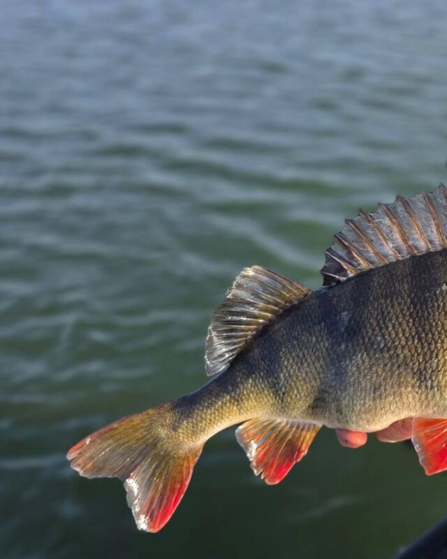 Krass, wie unterschiedlich die Barsche gezeichnet sind. Dieser hier im X-Style. Wunderschön, oder? Ich könnte jeden Tag zum Angeln.

#perchfishing #barsch #barschangeln #finesse #fishing #fishingstyle #fishingaddict #catchandrelease #skirtedjig #ilovefishing #angeln #raubfischangeln #zeitistfisch #spro #sprodeutschland #gamakatsu #janpusch #fishingismylife