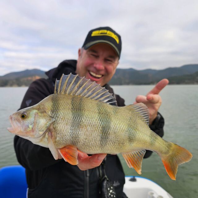 Cheers to a perfect day on the water! 🐟🎣 This perch is an absolute beauty – what a catch! 🍒 #fishingadventures #perch #spro  #naturelovers #fishing #ilovefishing
#zeitistfisch #endstand