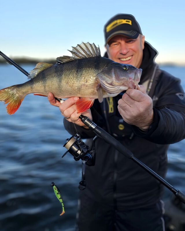 cannibal perch 😱 #uvperch #perchfishing #ilovefishing #zeitistfisch