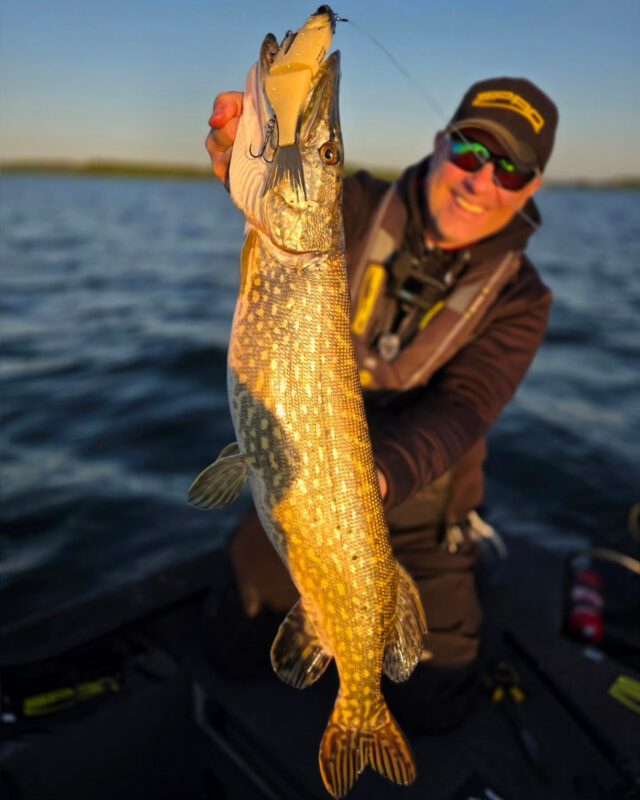 Einfach nur herrlich ☀️🎣 #kgbshad
#zeitistfisch #spro #gamakatsu #raubfischangeln #hechtangeln #fishing #angeln #janpusch #schwerinersee #ilovefishing #fishingaddict #hecht #pike #esox #kgb #bone