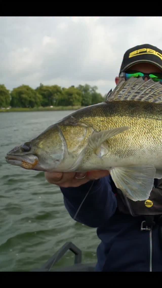 WURM-ZANDER 🤫 Video jetzt auf YouTube bei ➡️ SPRO DEUTSCHLAND 

#zander #zanderfishing #angeln #finessefishing #finesse #gamakatsu #spro #albaboats #suzukifishingteam #fishinggermany #fishingstyle #ilovefishing