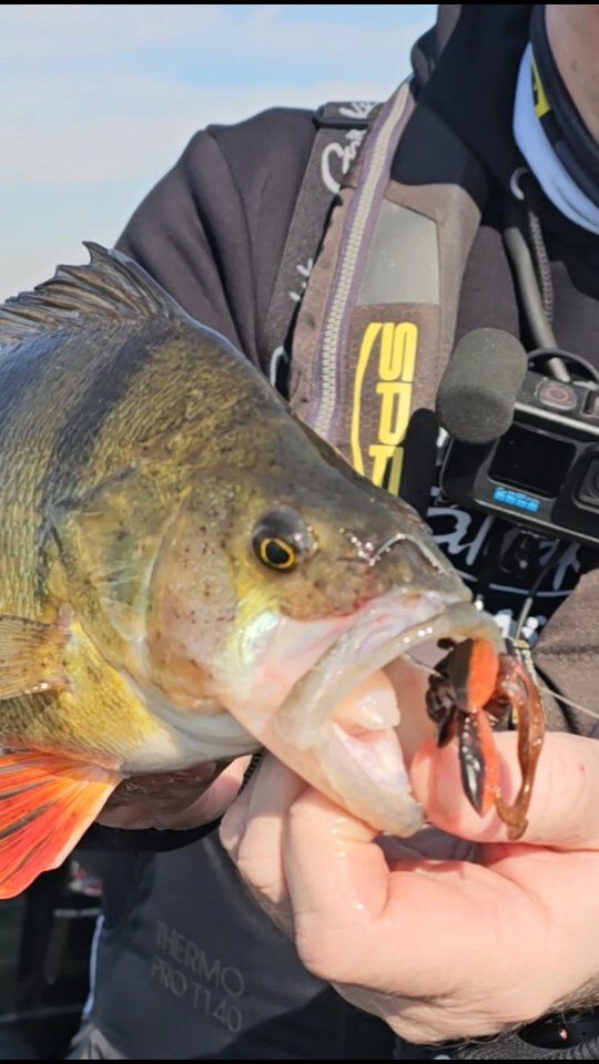 Barsch! Barsch! Barsch! 🍒🎣😀
#angeln #barsch #perch