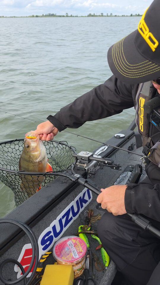 Reihenfolge: 1.Spot 2.Köder 3.Farbe  4.#zeitistfisch 

#barschangeln #perchfishing #sprodeutschland #raubfischangeln #barschalarm #barsch #angeln #fishingtrip #ilovefishing #albaboats #garminfishing #suzukifishingteam #fishingstyle